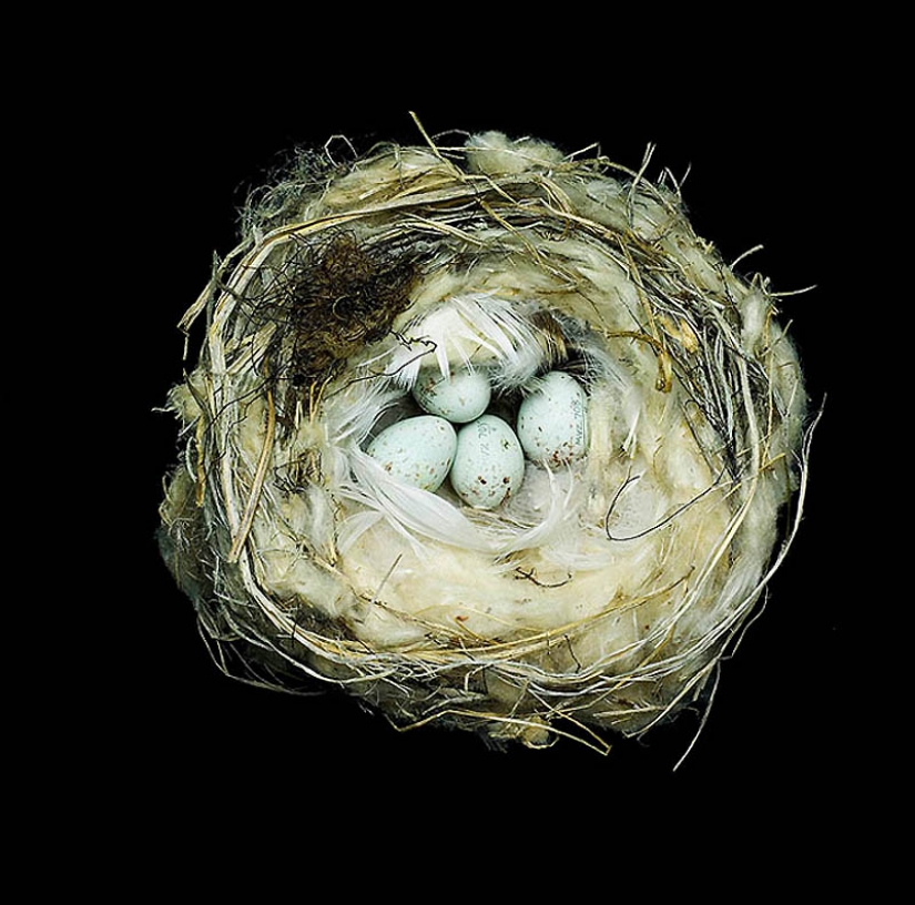 Masterpieces of natural architecture - bird nests Masterpieces of natural architecture - bird nests