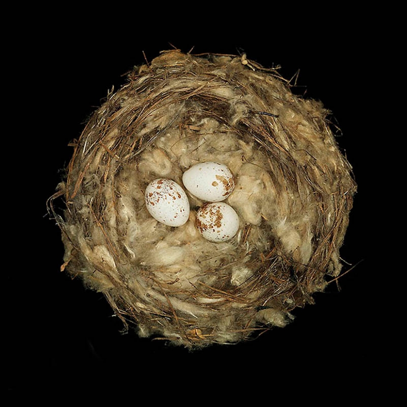 Masterpieces of natural architecture - bird nests Masterpieces of natural architecture - bird nests
