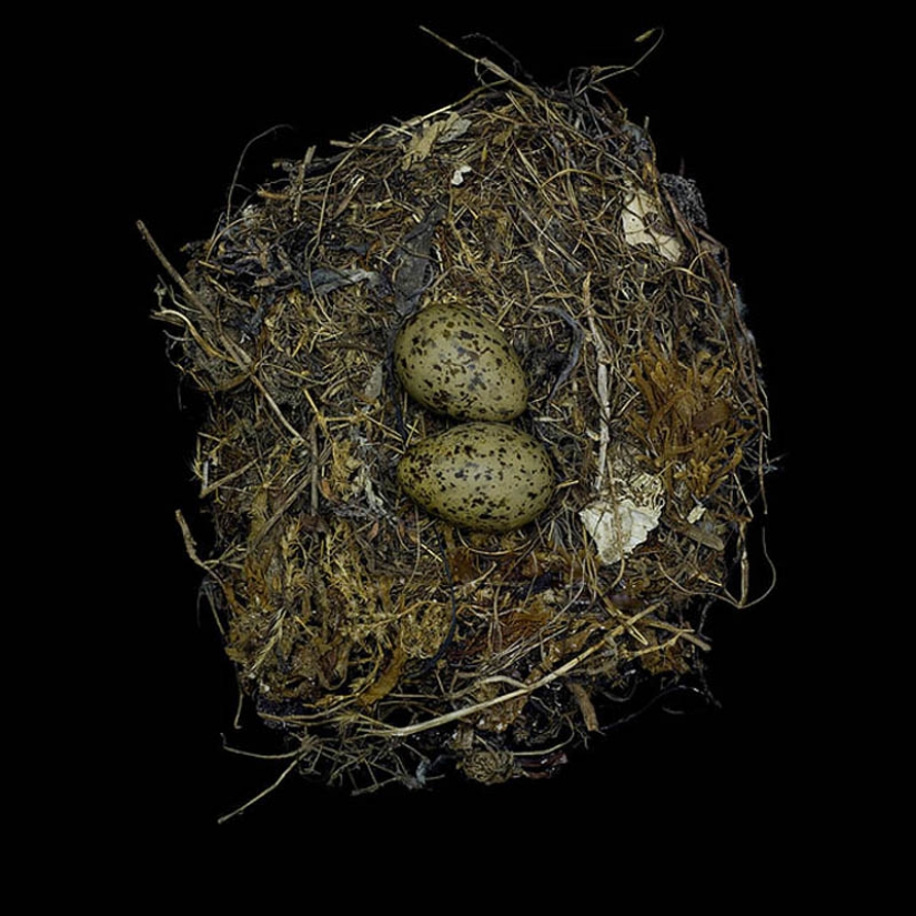 Masterpieces of natural architecture - bird nests Masterpieces of natural architecture - bird nests