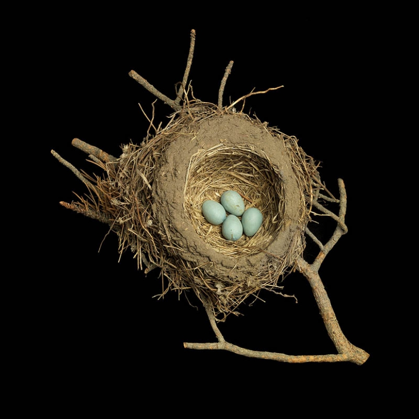 Masterpieces of natural architecture - bird nests Masterpieces of natural architecture - bird nests