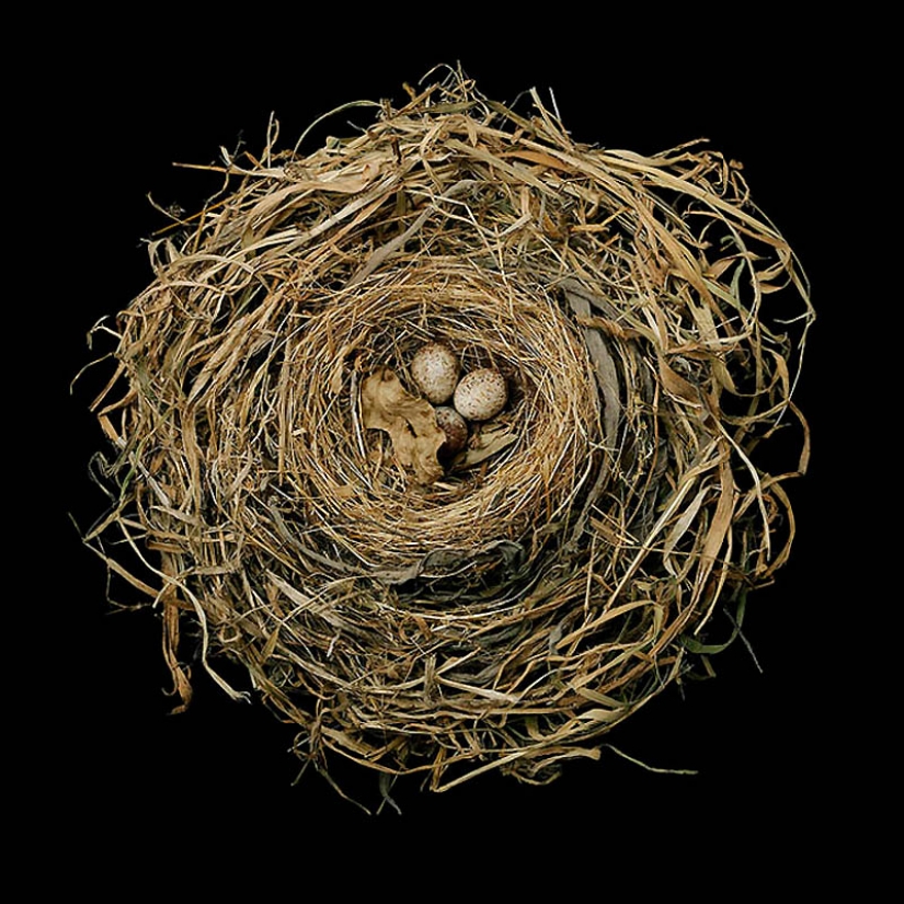 Masterpieces of natural architecture - bird nests Masterpieces of natural architecture - bird nests