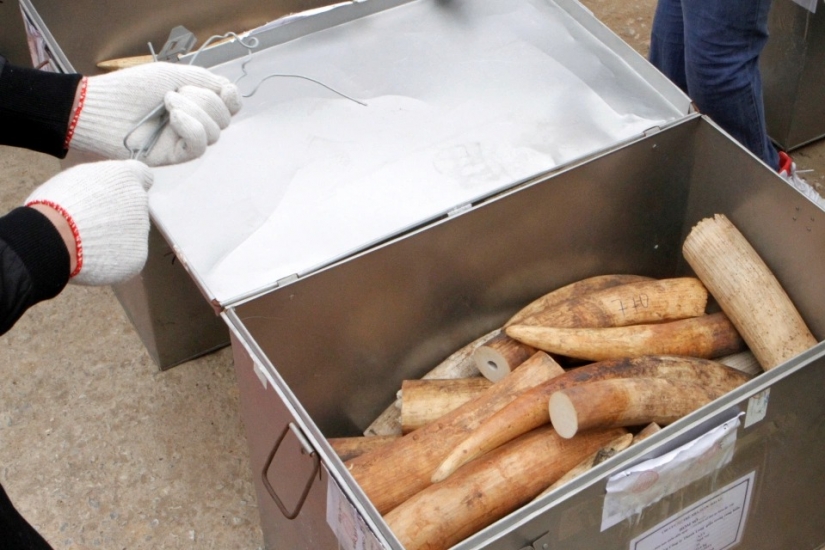 Medicamentos caseros de animales exóticos puede causar una epidemia peor que Covid-19 Medicamentos caseros de animales exóticos puede causar una epidemia peor que Covid-19