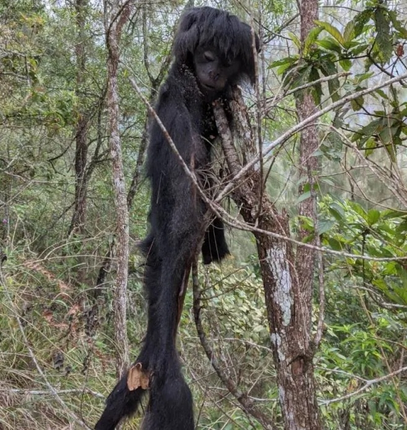 Medicamentos caseros de animales exóticos puede causar una epidemia peor que Covid-19 Medicamentos caseros de animales exóticos puede causar una epidemia peor que Covid-19