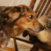 Meet Merlin, the cat who hates everything and everyone