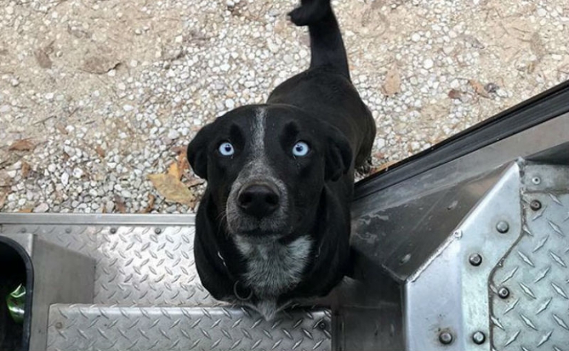Mejor amigo por correspondencia: cómo los perros conocen a los carteros estadounidenses Mejor amigo por correspondencia: cómo los perros conocen a los carteros estadounidenses