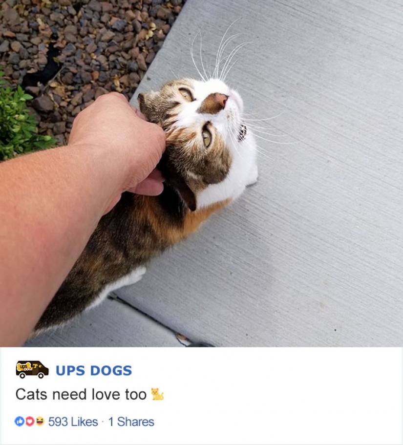 Mejor amigo por correspondencia: cómo los perros conocen a los carteros estadounidenses Mejor amigo por correspondencia: cómo los perros conocen a los carteros estadounidenses