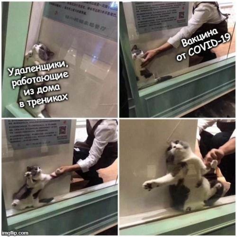 Memes help to fight the stress of the pandemic, make us calmer and happier Memes help to fight the stress of the pandemic, make us calmer and happier