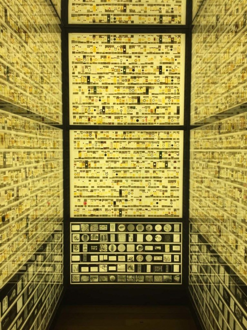 Micrarium: Museo de animales microscópicos