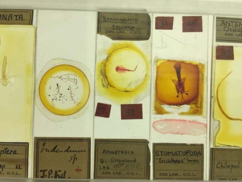 Micrarium: Museo de animales microscópicos