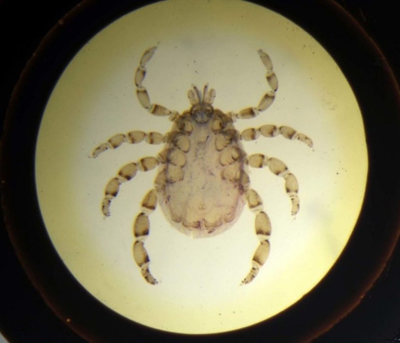 Micrarium: Museo de animales microscópicos