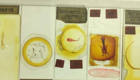 Micrarium: Museo de animales microscópicos Micrarium: Museo de animales microscópicos