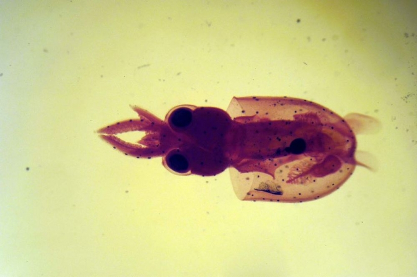 Micrarium: Museo de animales microscópicos