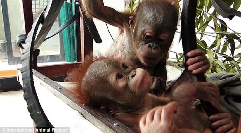 Milagrosamente sobrevivir bebé orangután conocimos y... quiero darle un beso!