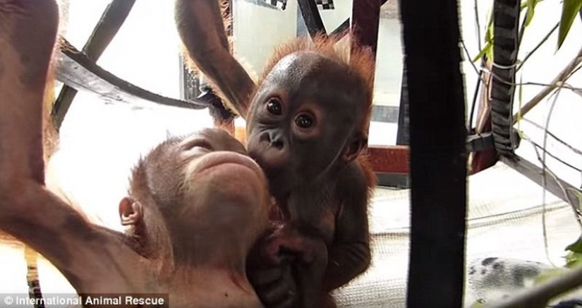 Milagrosamente sobrevivir bebé orangután conocimos y... quiero darle un beso!