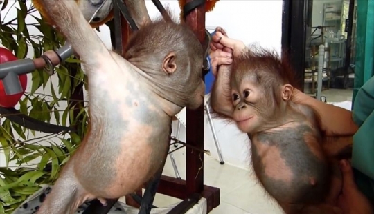 Milagrosamente sobrevivir bebé orangután conocimos y... quiero darle un beso!