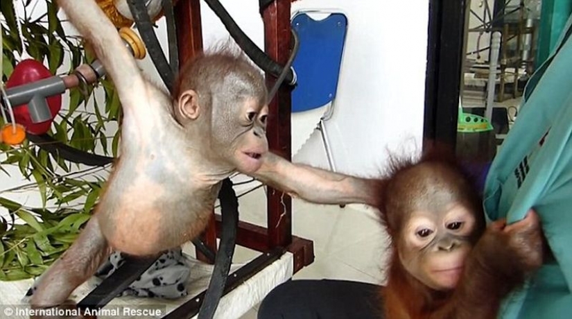 Miraculously surviving baby orangutan first met and... I want to kiss him!