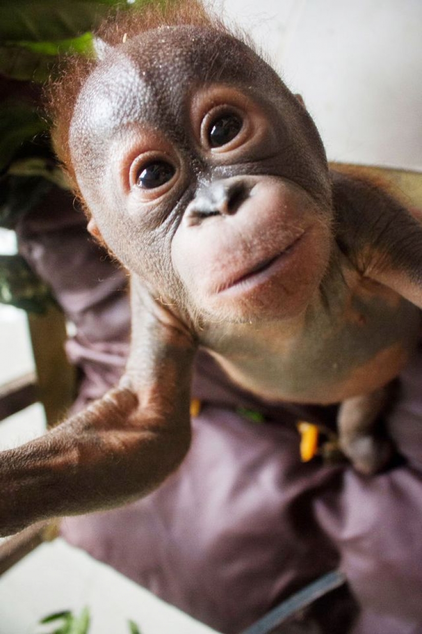 Miraculously surviving baby orangutan first met and... I want to kiss him!