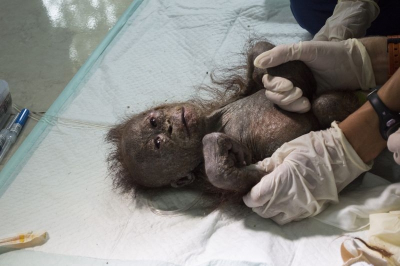 Miraculously surviving baby orangutan first met and... I want to kiss him!