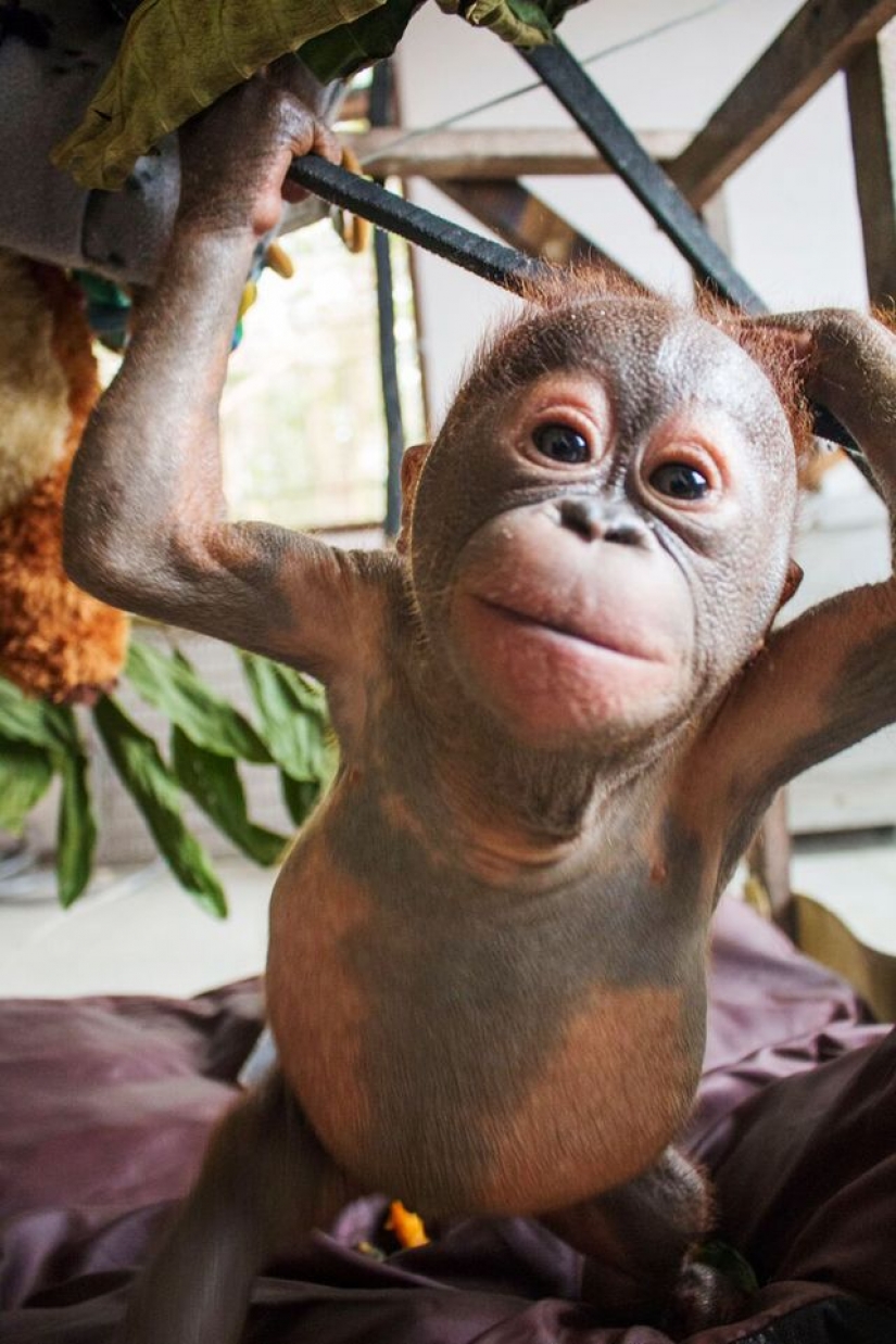 Miraculously surviving baby orangutan first met and... I want to kiss him!