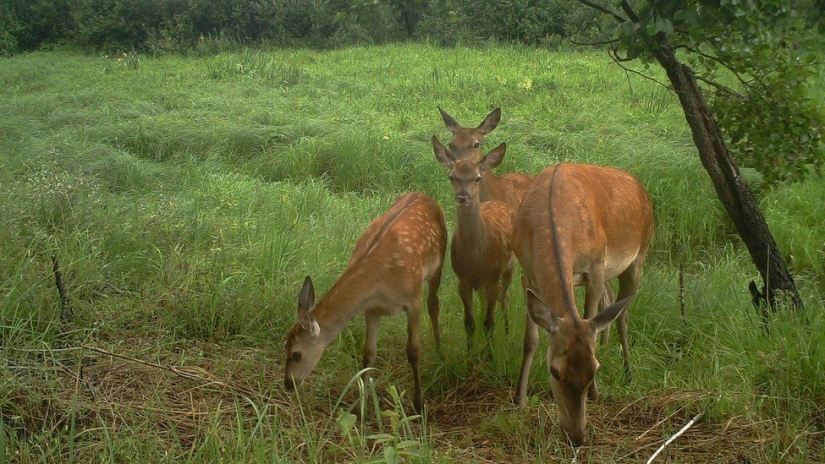 Misterioso y salvaje de Chernóbil tengo acoplada biólogo