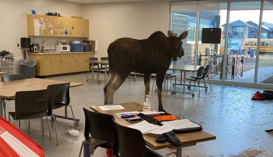 Moose irrumpió en una escuela canadiense a través de una ventana y comenzó un pogrom