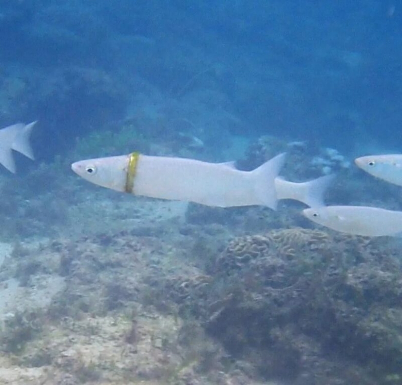 Mullet ahora usa anillo de boda perdido por turista australiano
