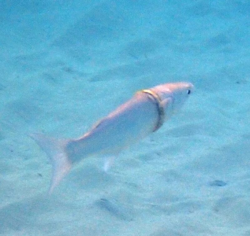 Mullet ahora usa anillo de boda perdido por turista australiano