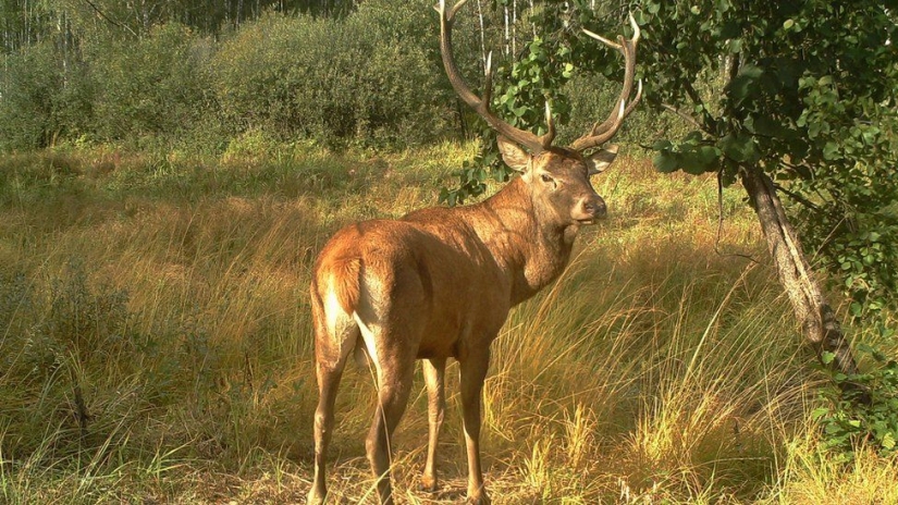 Mysterious and wild Chernobyl got snapped biologist