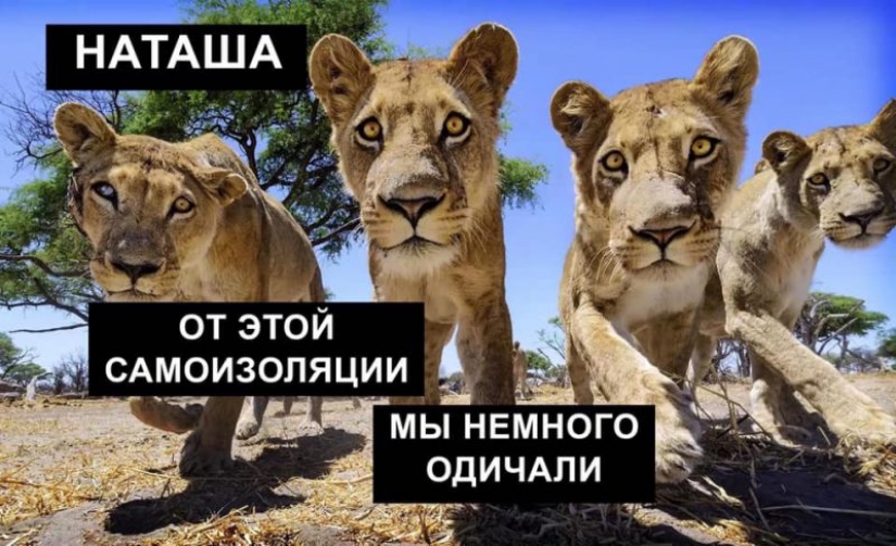 "Natasha, get up, we dropped everything": where did the memes about Natasha and cats come from, which are now literally everywhere