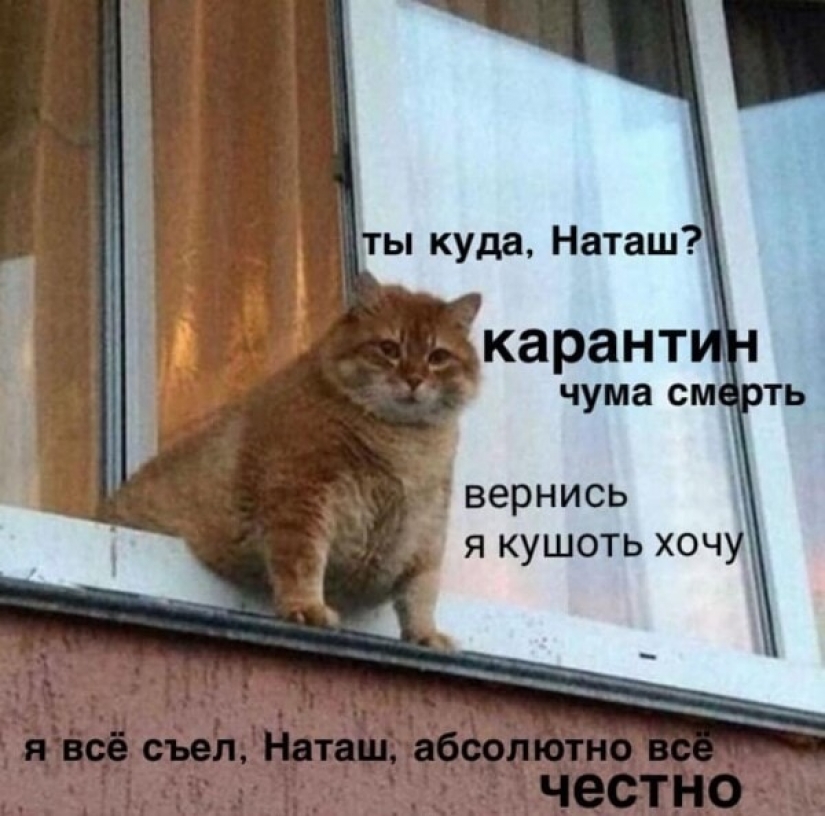 "Natasha, get up, we dropped everything": where did the memes about Natasha and cats come from, which are now literally everywhere