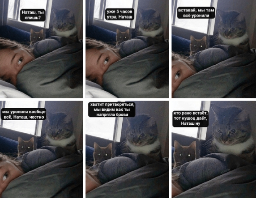 "Natasha, get up, we dropped everything": where did the memes about Natasha and cats come from, which are now literally everywhere