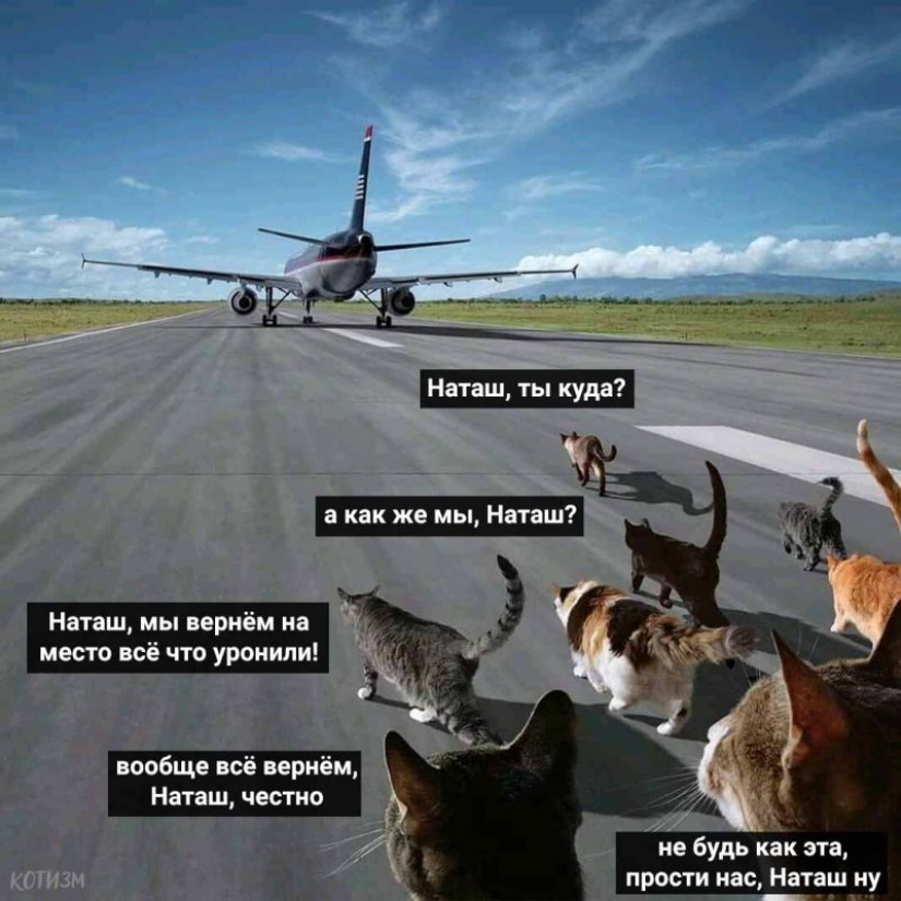 "Natasha, get up, we dropped everything": where did the memes about Natasha and cats come from, which are now literally everywhere