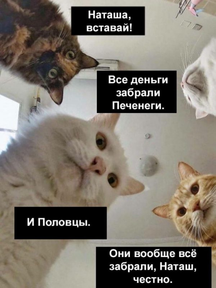 "Natasha, levántate, se nos cayó todo": ¿de dónde vienen los memes sobre Natasha y los gatos, que ahora están literalmente en todas partes "Natasha, levántate, se nos cayó todo": ¿de dónde vienen los memes sobre Natasha y los gatos, que ahora están literalmente en todas partes