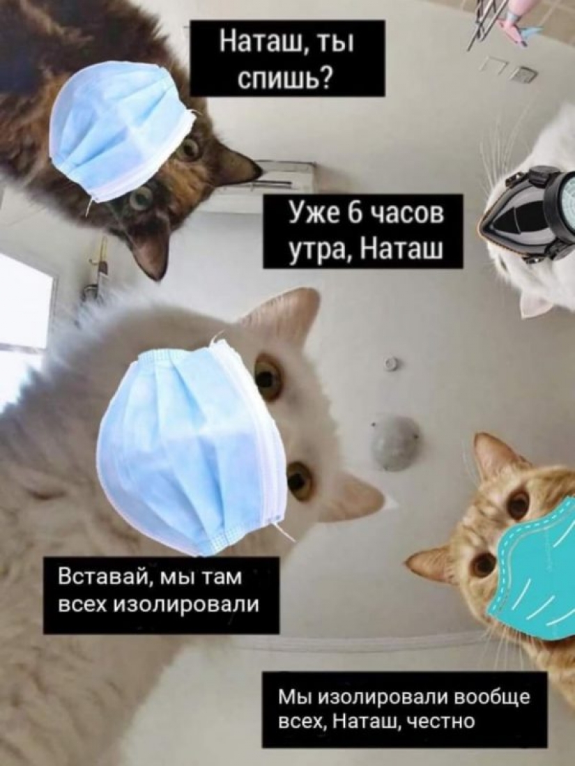 "Natasha, levántate, se nos cayó todo": ¿de dónde vienen los memes sobre Natasha y los gatos, que ahora están literalmente en todas partes "Natasha, levántate, se nos cayó todo": ¿de dónde vienen los memes sobre Natasha y los gatos, que ahora están literalmente en todas partes