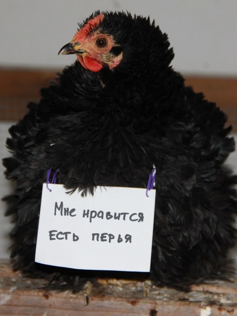 Naughty chickens who have the courage to confess their sins