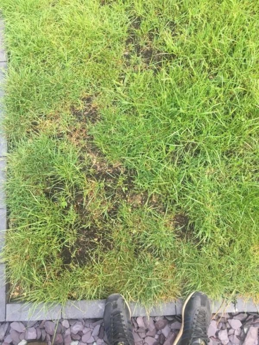 Negro de la venganza: él atraídos en el césped de un vecino de 300 cuervos para Mascotas