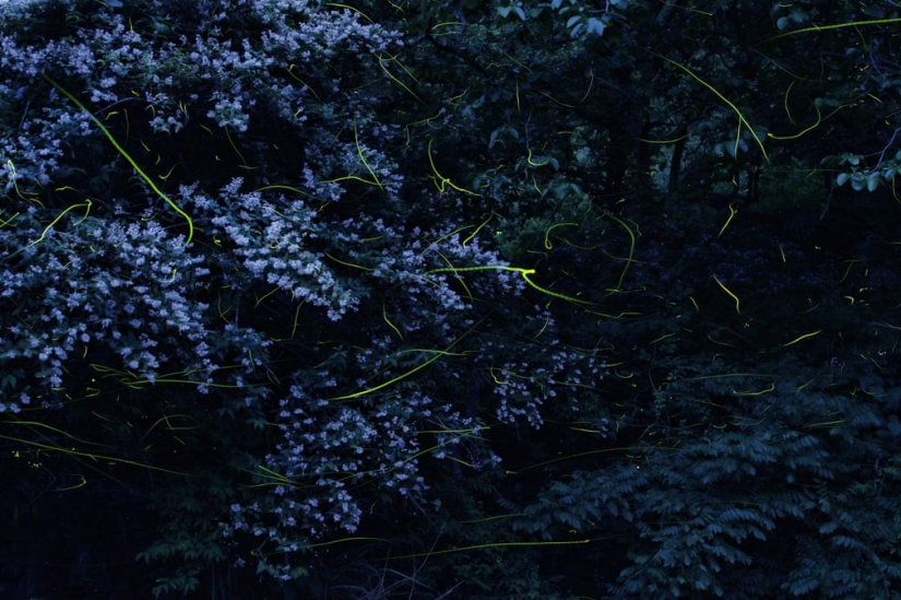 Neon nights: fireflies Neon nights: fireflies