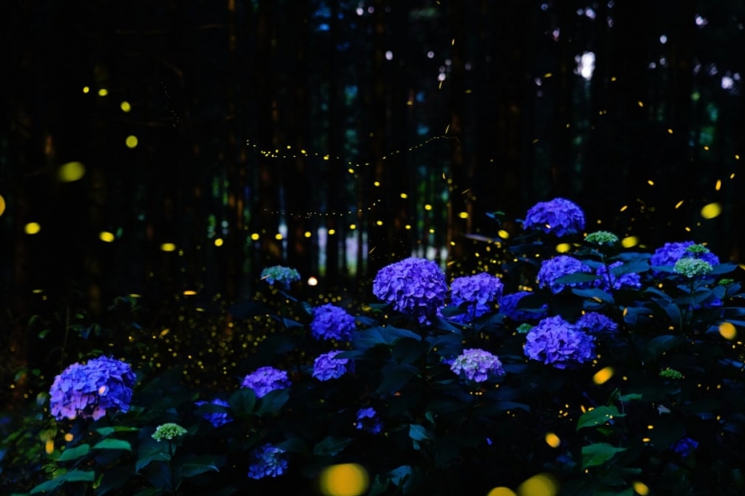 Neon nights: fireflies Neon nights: fireflies