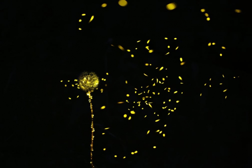 Neon nights: fireflies Neon nights: fireflies