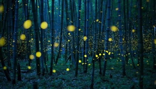 Neon nights: fireflies