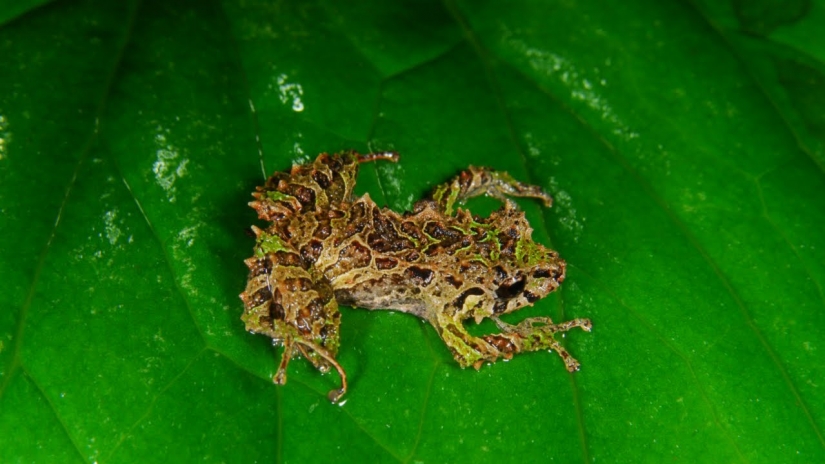 Newly discovered animals you haven't seen yet