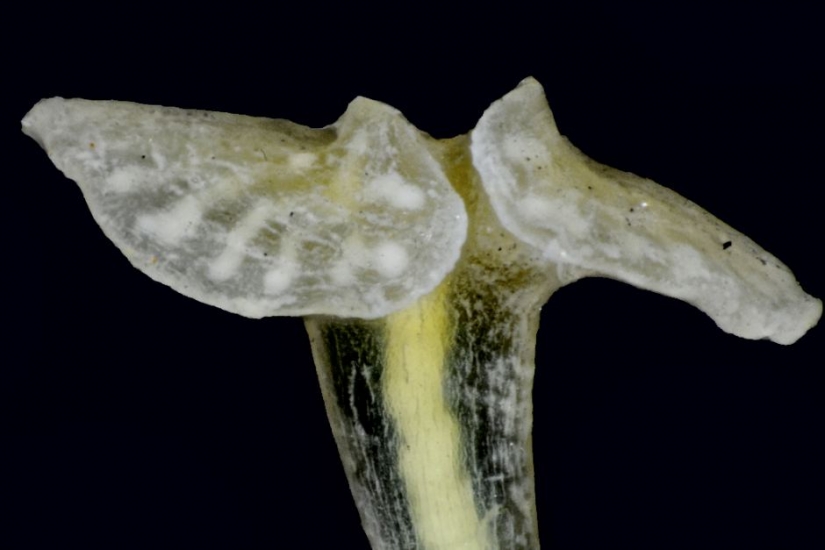 Newly discovered animals you haven't seen yet