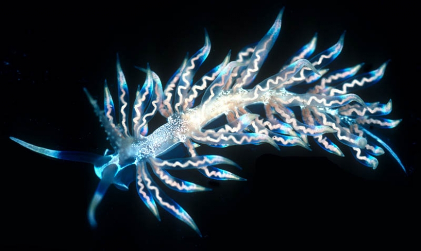 Newly discovered animals you haven't seen yet