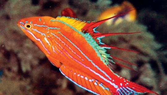 Newly discovered animals you haven't seen yet