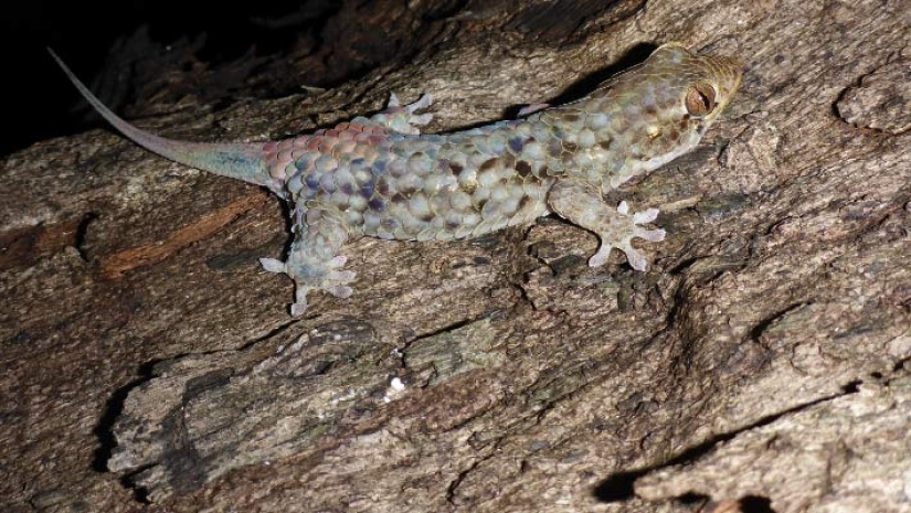 Newly discovered animals you haven't seen yet