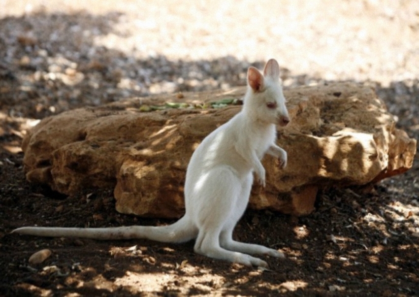 No como todos los demás: bestias albinas