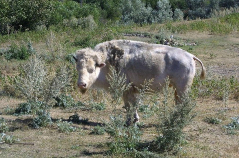 No como todos los demás: bestias albinas