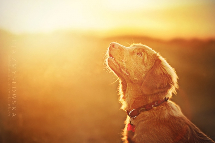 No one has ever done such cool portraits of dogs