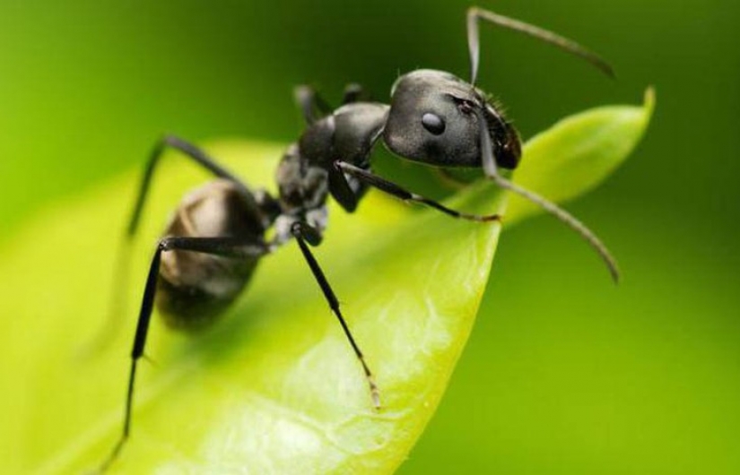 No sólo en el interior: 12 de la más inusual, pero eficaces, para usar vodka No sólo en el interior: 12 de la más inusual, pero eficaces, para usar vodka