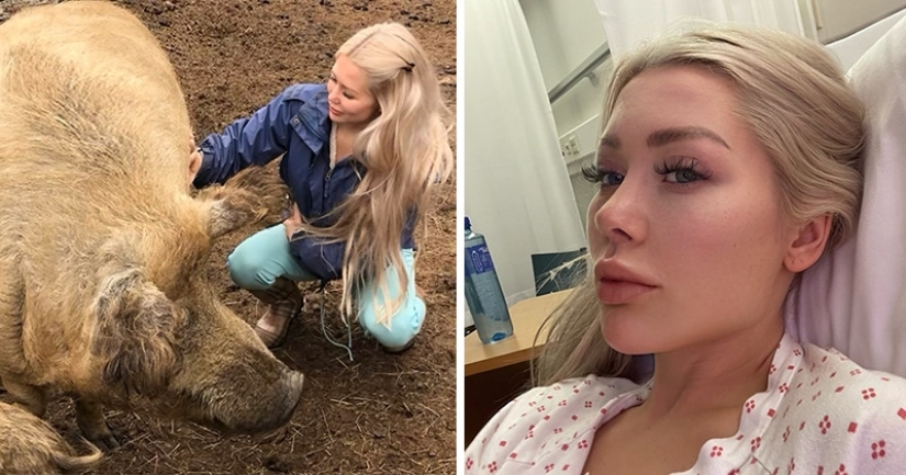 Norwegian blogger almost died during a selfie with a domestic pig